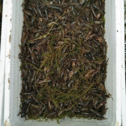 监利市小龙虾苗