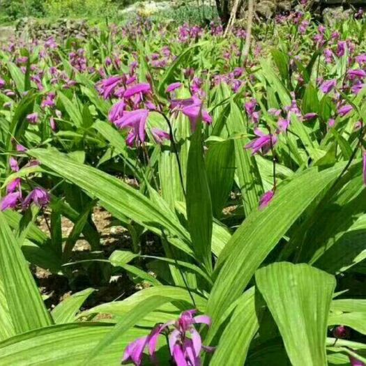 曲靖紫花白芨苗