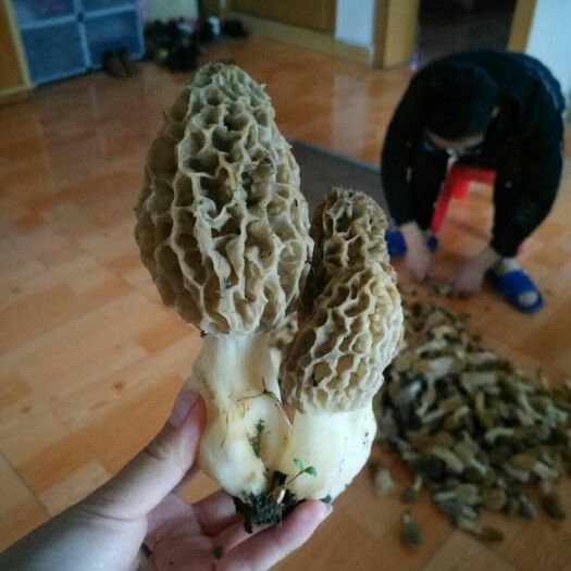 十堰羊肚菌 干货 3cm~6cm 圆顶 灰黑色 野生