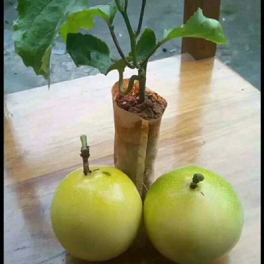 灵山县 黄金芭乐味百香果苗，