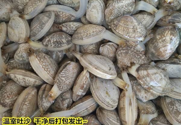 金寨县花甲螺