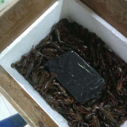 汉寿县青红虾 4-6钱 人工养殖 