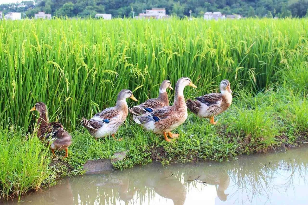 海南田鸭批发采购_海南田鸭供应_海南田鸭价格_海南