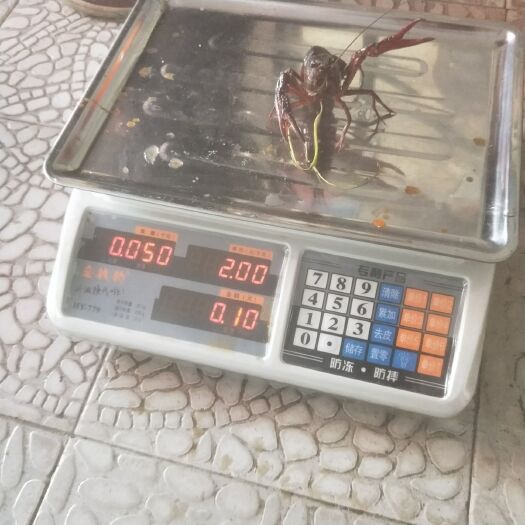 黄梅县清水小龙虾 人工养殖