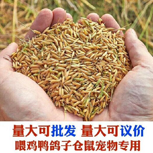 榕江县粳稻谷 中稻/一季稻
