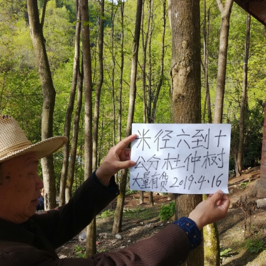 略阳县杜仲苗