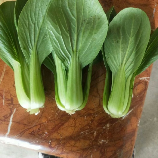 曹县北方小油菜 1~2两
