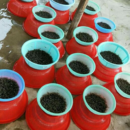 海口澳洲淡水小龙虾苗 澳洲淡水龙虾黑头苗