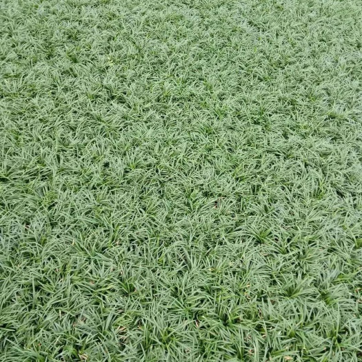 郴州玉龙草