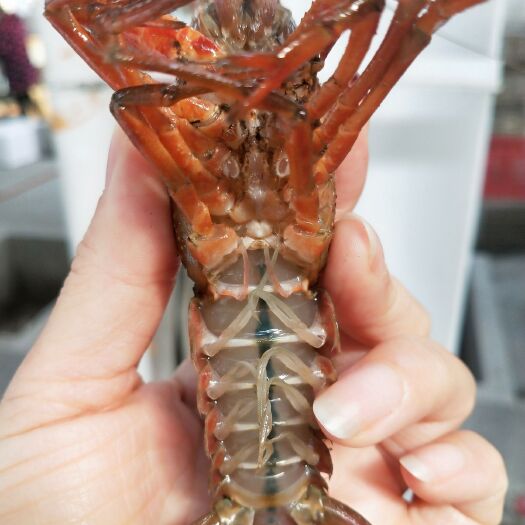潜江市 潜江小龙虾，地板干净！肉质饱满口感鲜嫩虾黄超多！