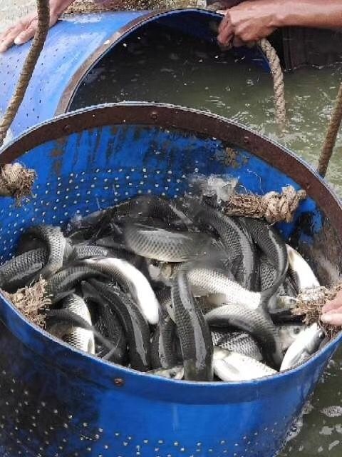佛山 大量出售3一7两的草鱼