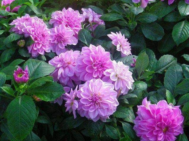 临洮县大丽花种子