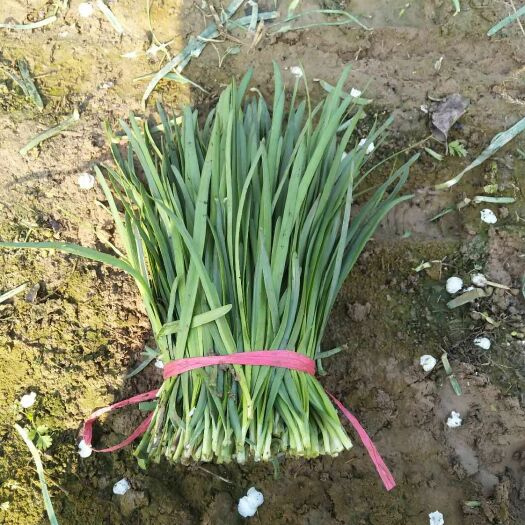 济南大叶韭菜 头茬 30~35cm