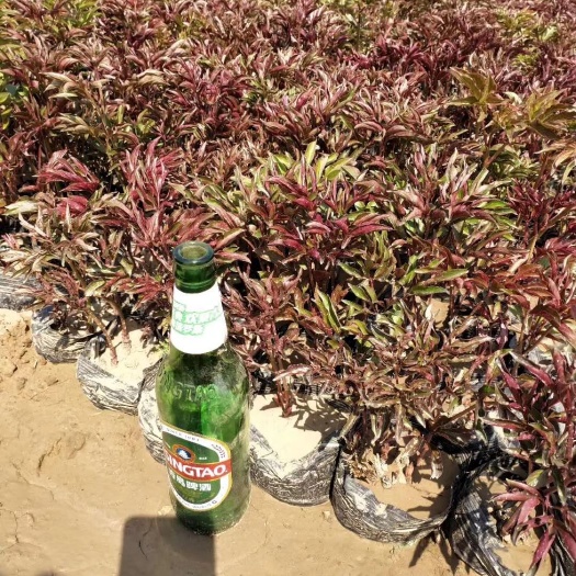 青州市多花芍药 0.5米以下 12~14cm
