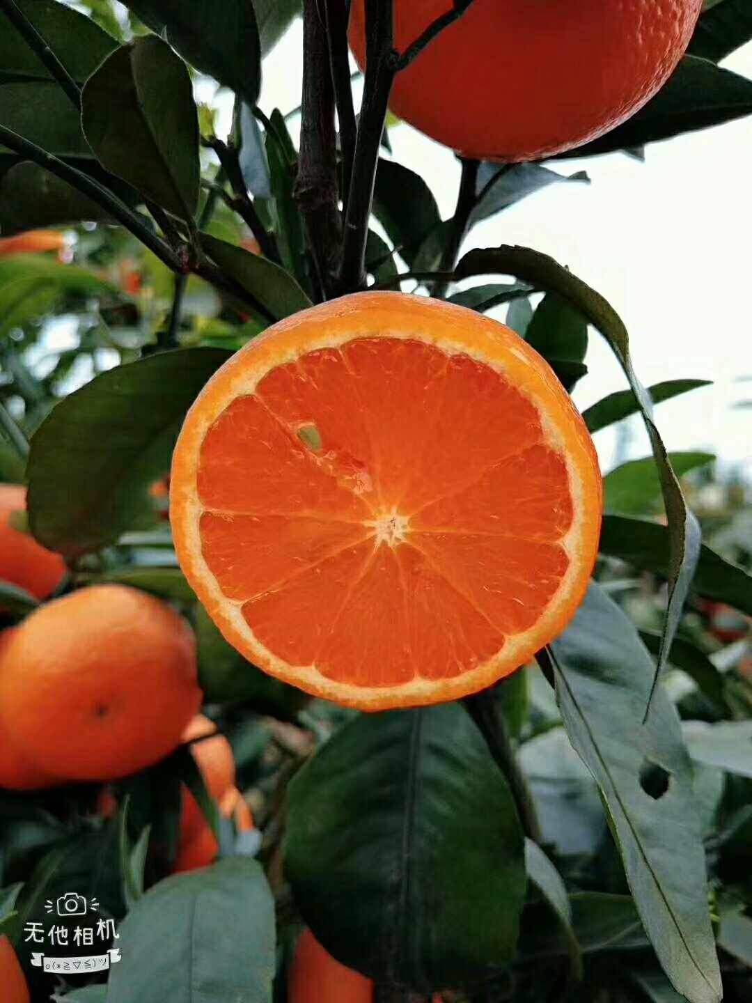 沃柑 特殊地区不包邮，比如新疆西藏等