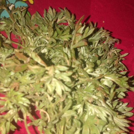 永寿县白蒿菜