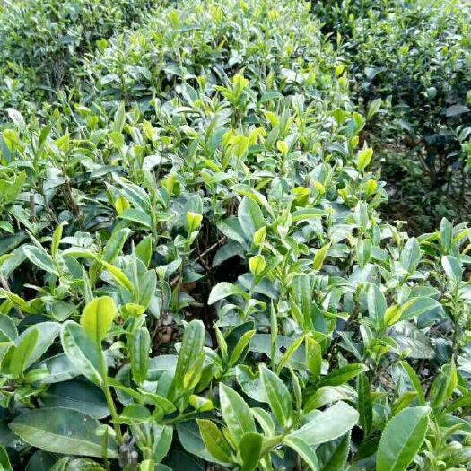 紫金县南母寺农家绿茶 南母仙农家茶