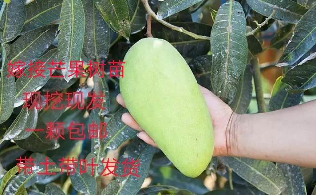 灵山县金煌芒果苗 金煌 台农桂七 四季芒 红贵妃