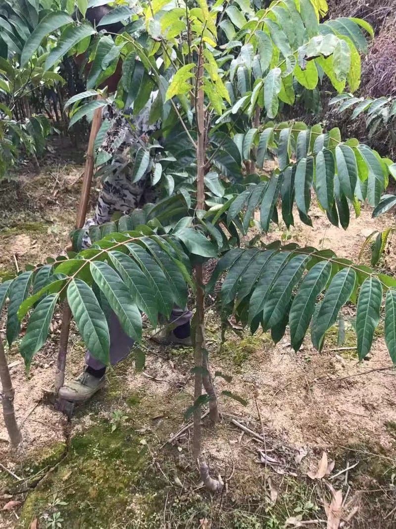 黄橄榄苗  黑橄榄
地苗，杯苗