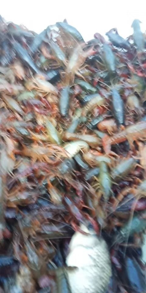 明光市 虾苗