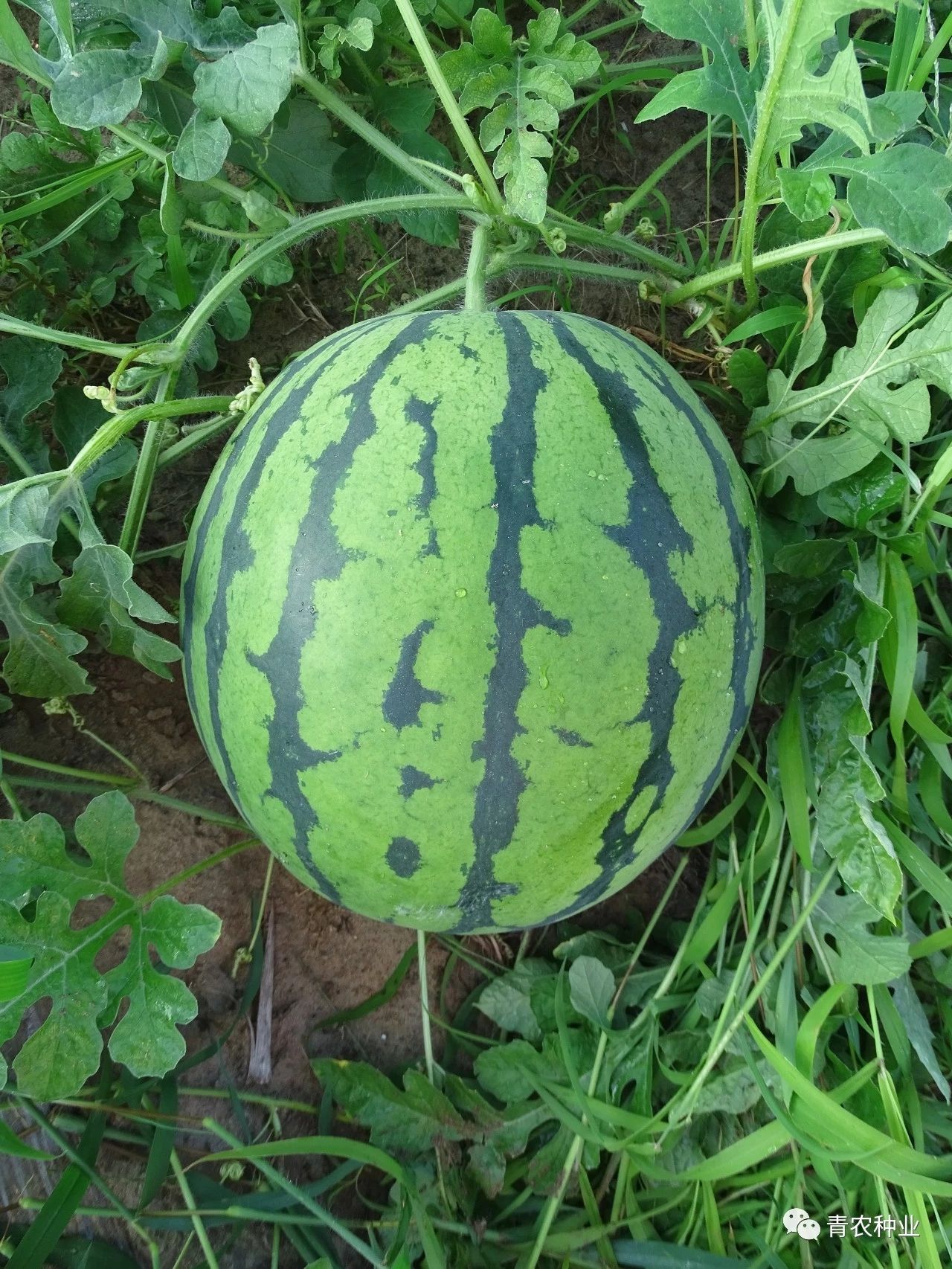 地雷西瓜种子 产量特别高，特别抗病