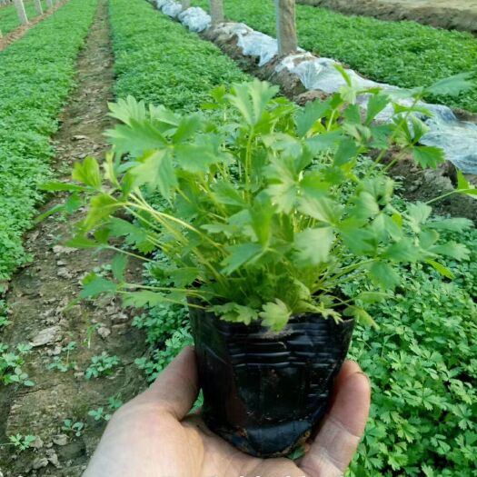 定州市委陵菜 湿