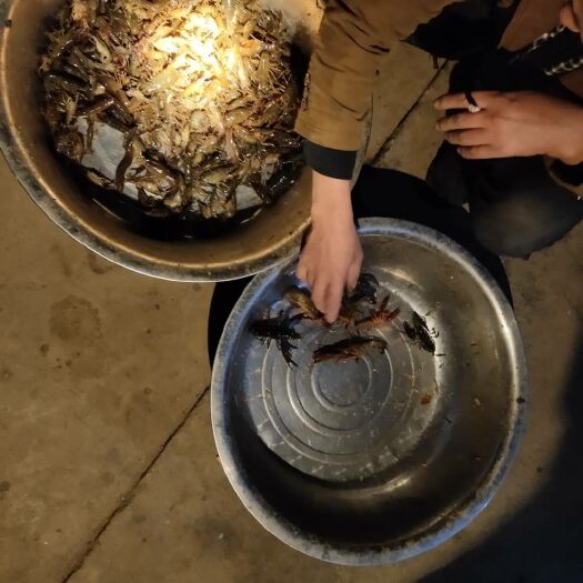 长沙县清水小龙虾 4-6钱 人工养殖