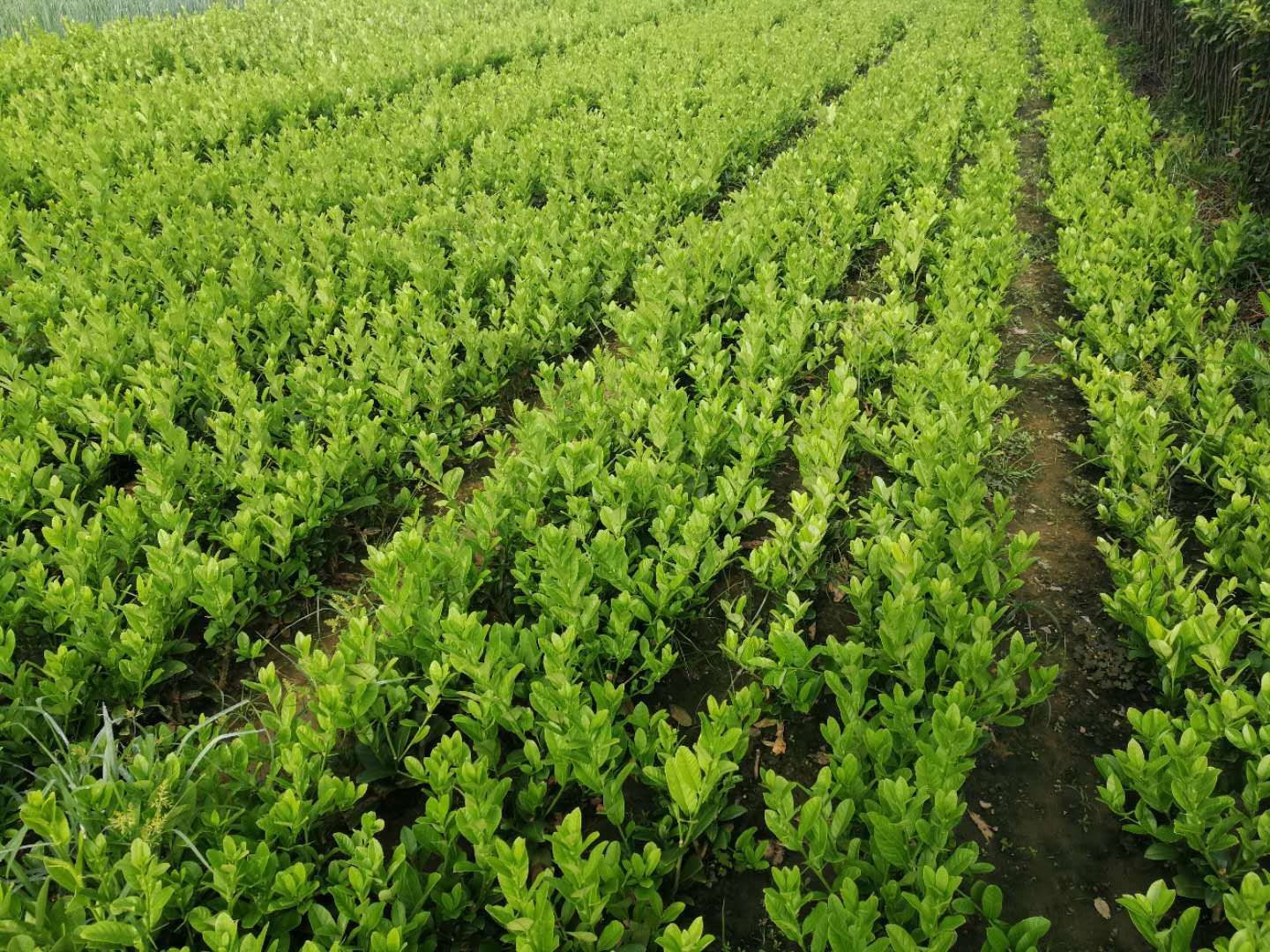 佛手苗  ，当年结果，保证质量纯度保鲜发货，全国包邮可带果发货基地直销