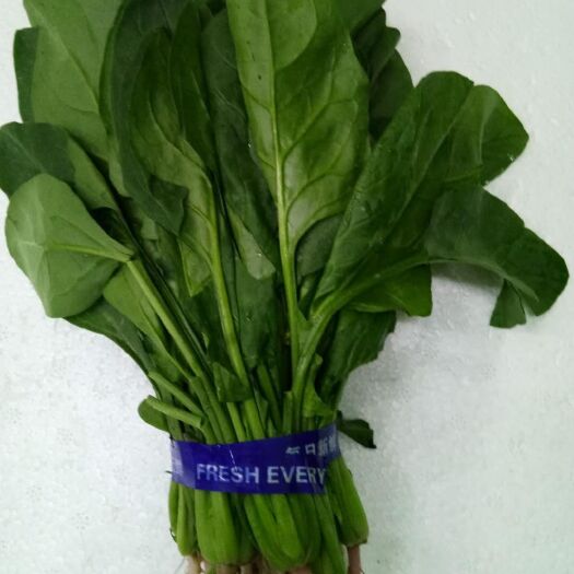 曹县大叶菠菜 30~35cm