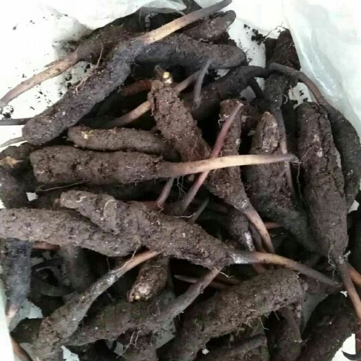 成都冬虫夏草 