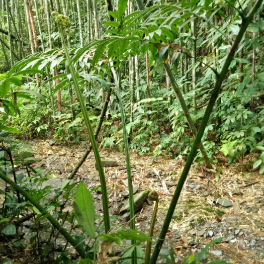 河口县观音莲