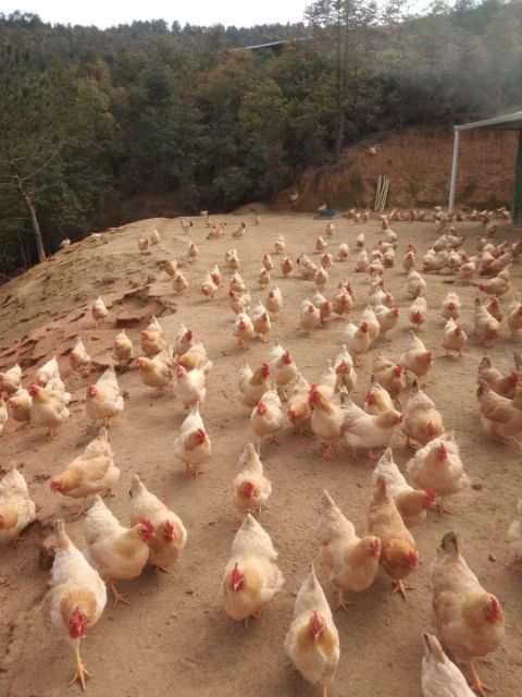 山林放养土鸡