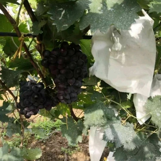 灵山县夏黑葡萄苗