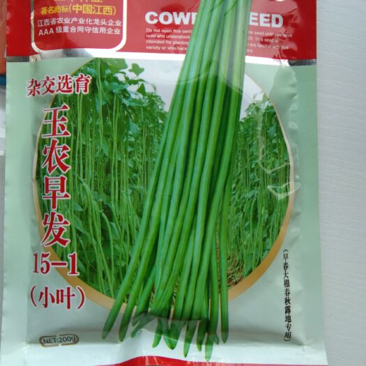 泗洪县绿翡翠长豆角 70cm以上
