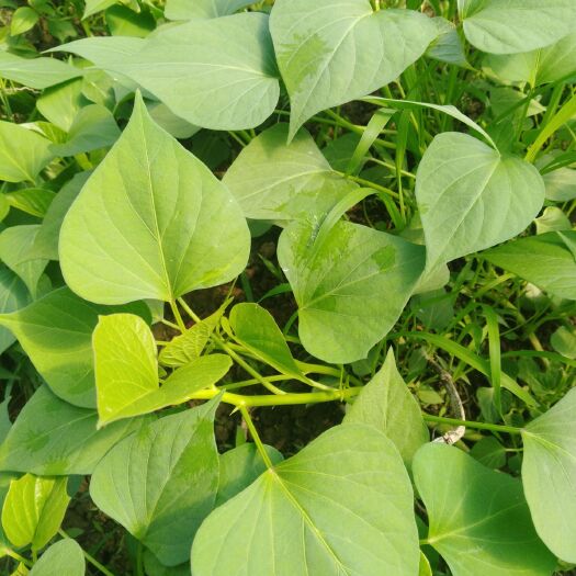 泗县龙薯9号红薯苗 15~25cm
