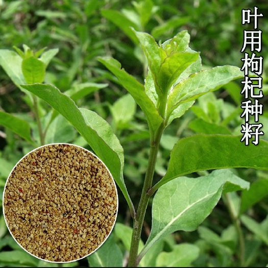 宁夏枸杞种子  叶用枸杞芽种苗蔬菜种子枸杞芽头种籽大叶枸杞苗多次采收