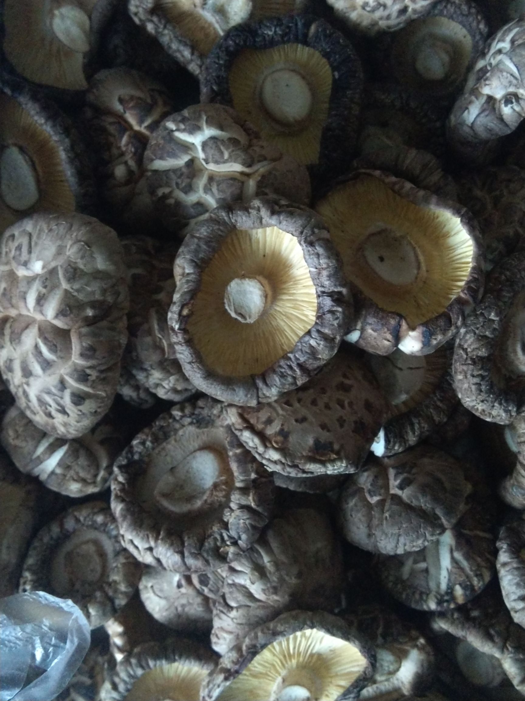 棒菇黑菇花菇 散装 1年以上