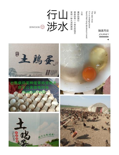 柴鸡蛋不喂饲料的哈最土的鸡蛋
