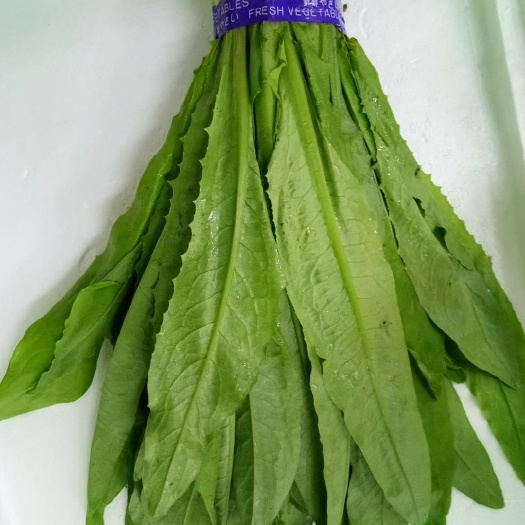 曹县青油麦 30~35cm