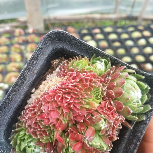 大理市蛛丝卷绢