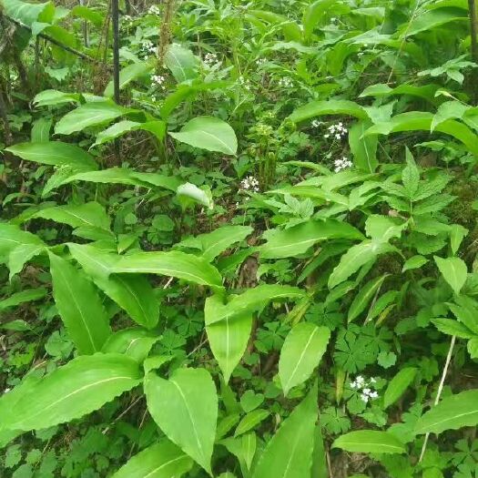 汶川县 高山野菜