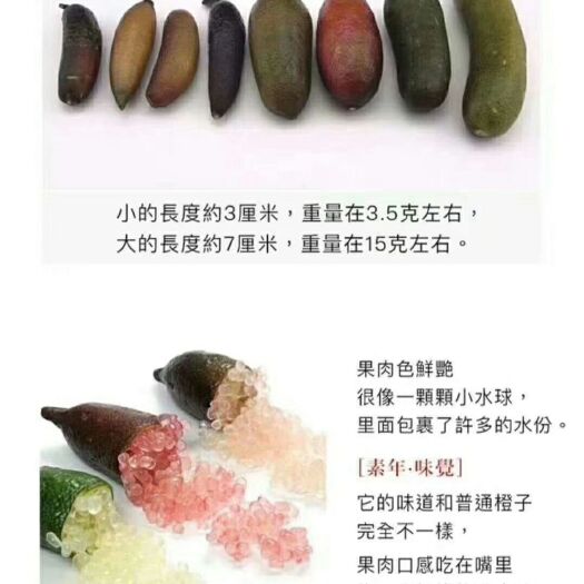 灵山县手指柠檬嫁接苗