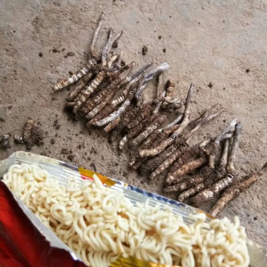 万载县冬虫夏草