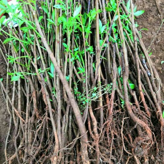 金阳县青花椒苗