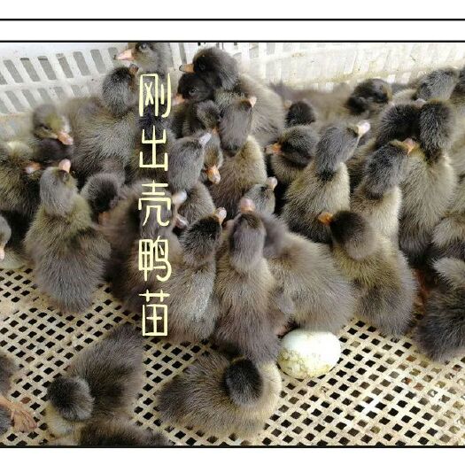 沭阳县 大种麻鸭苗 黑金锭鸭苗批发 包运输 包防疫 提供技术指导