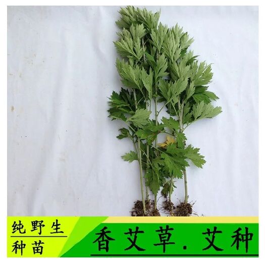 沭阳县艾草苗 香艾草苗种苗多年生艾叶苗糍粑