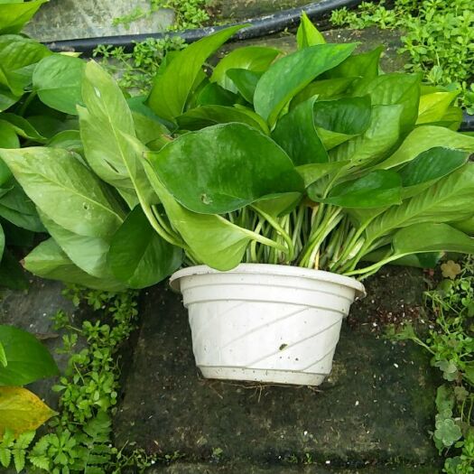 东莞市绿萝吊兰 30~50cm