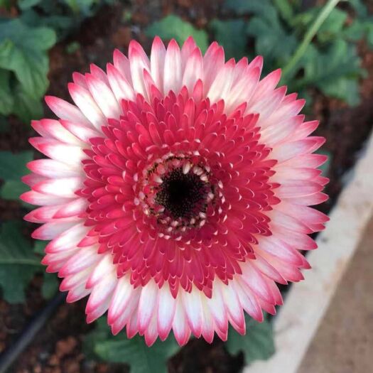 昆明非洲菊苗 非洲菊
