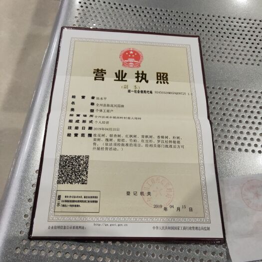 灌阳县银杏实生苗