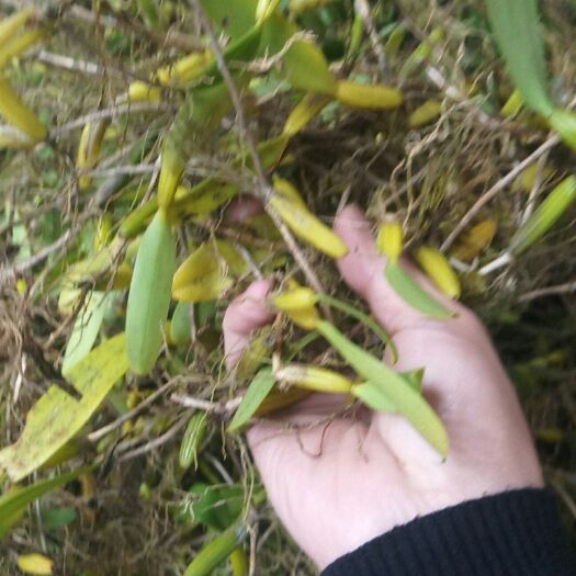 汕头石仙桃 湿 石橄榄